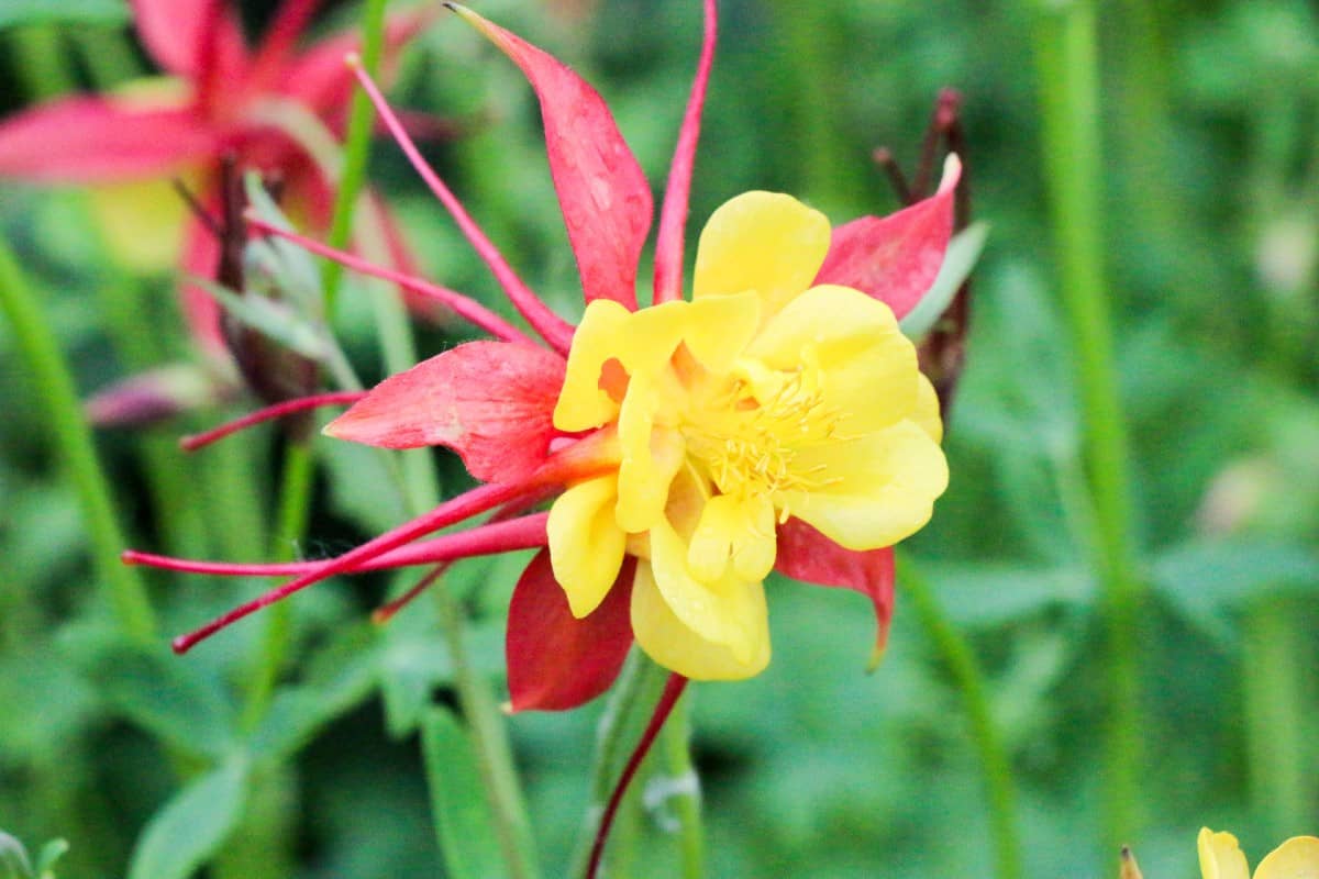 Columbine flowers attract hummingbirds, bees, and butterflies.