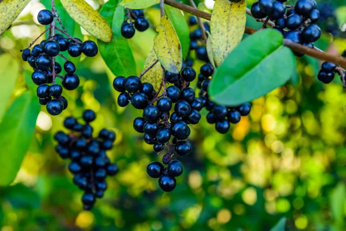 The common privet is well-known as a topiary shrub.