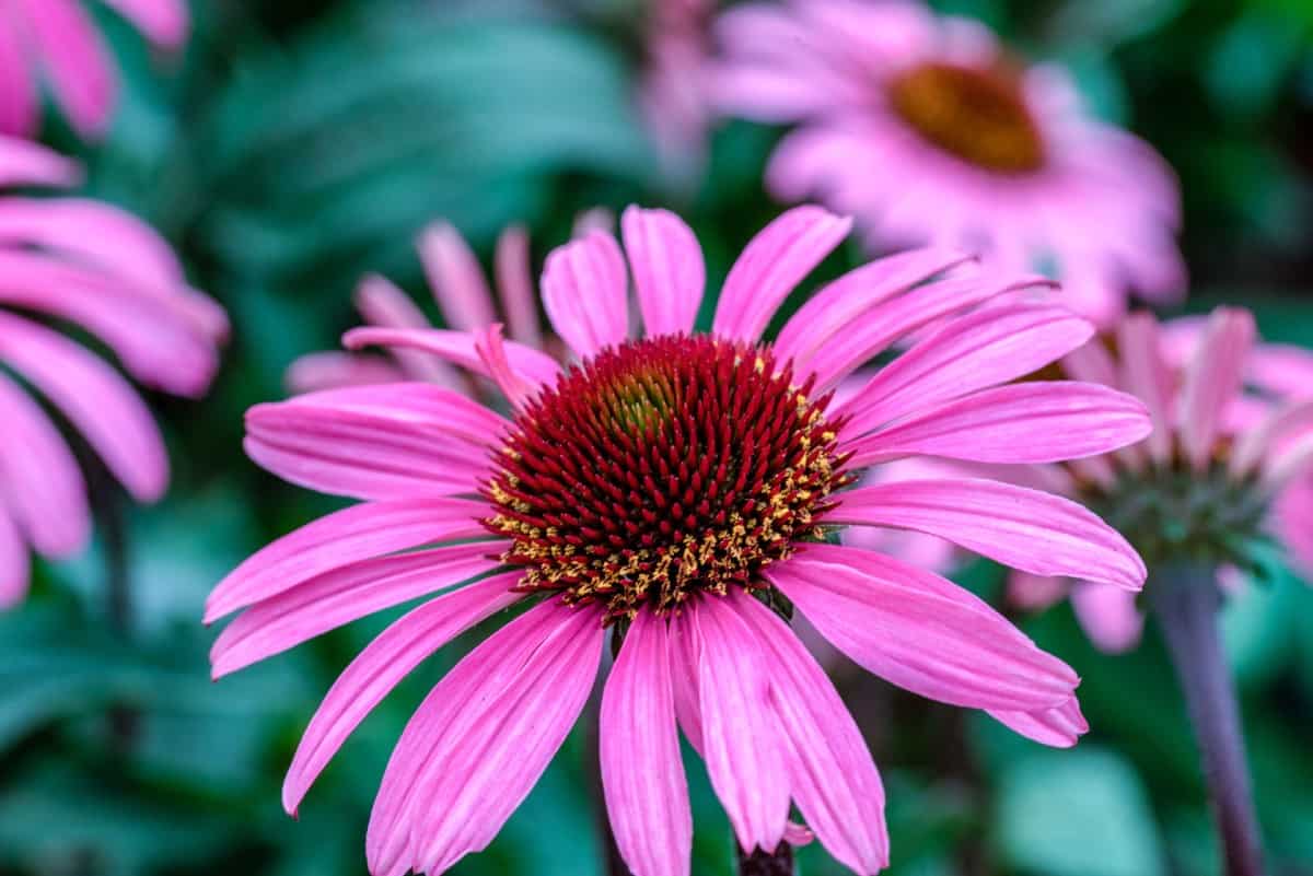 Coneflowers prefer full sun and poor soil.