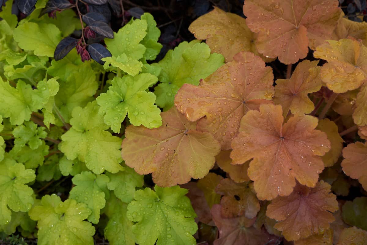 Coral bells does best in partial to full shade conditions.