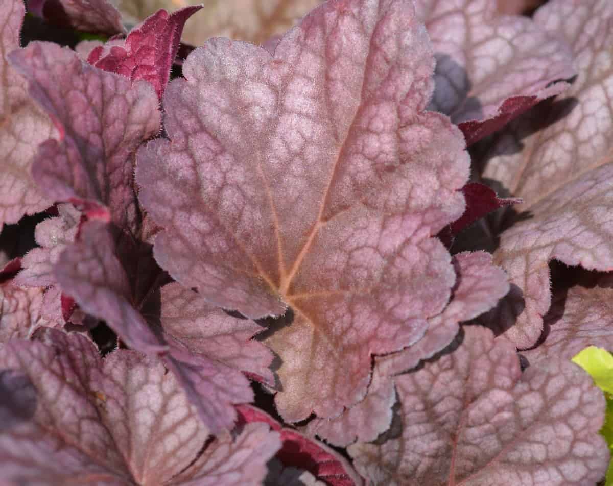 Coral bells is a shade-lover more well-known for its foliage than its tiny flowers.