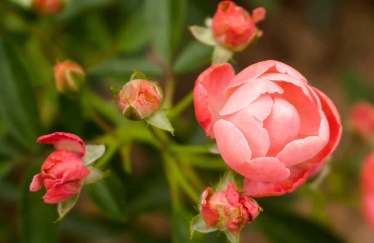 The coral knock-out rose is a compact shrub with double flowers.