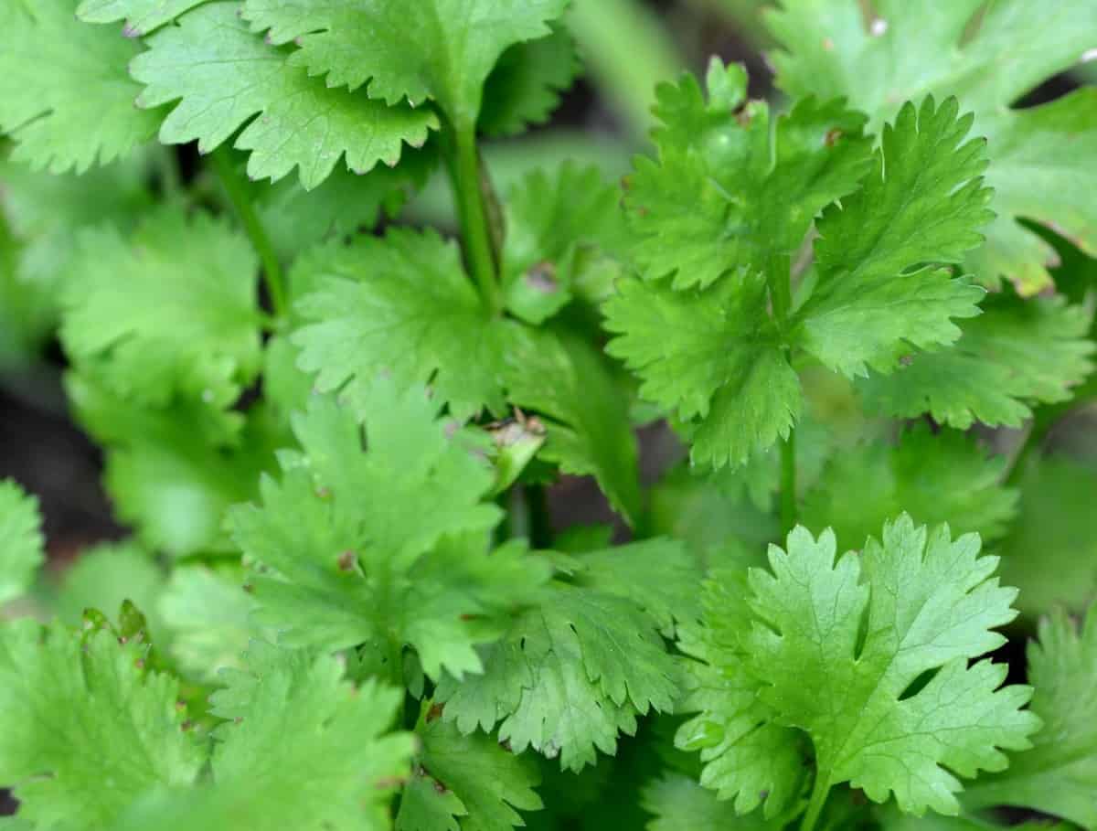 Coriander draws insects like parasitic wasps.