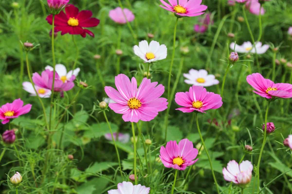 Cosmos is easy to grow and maintain.