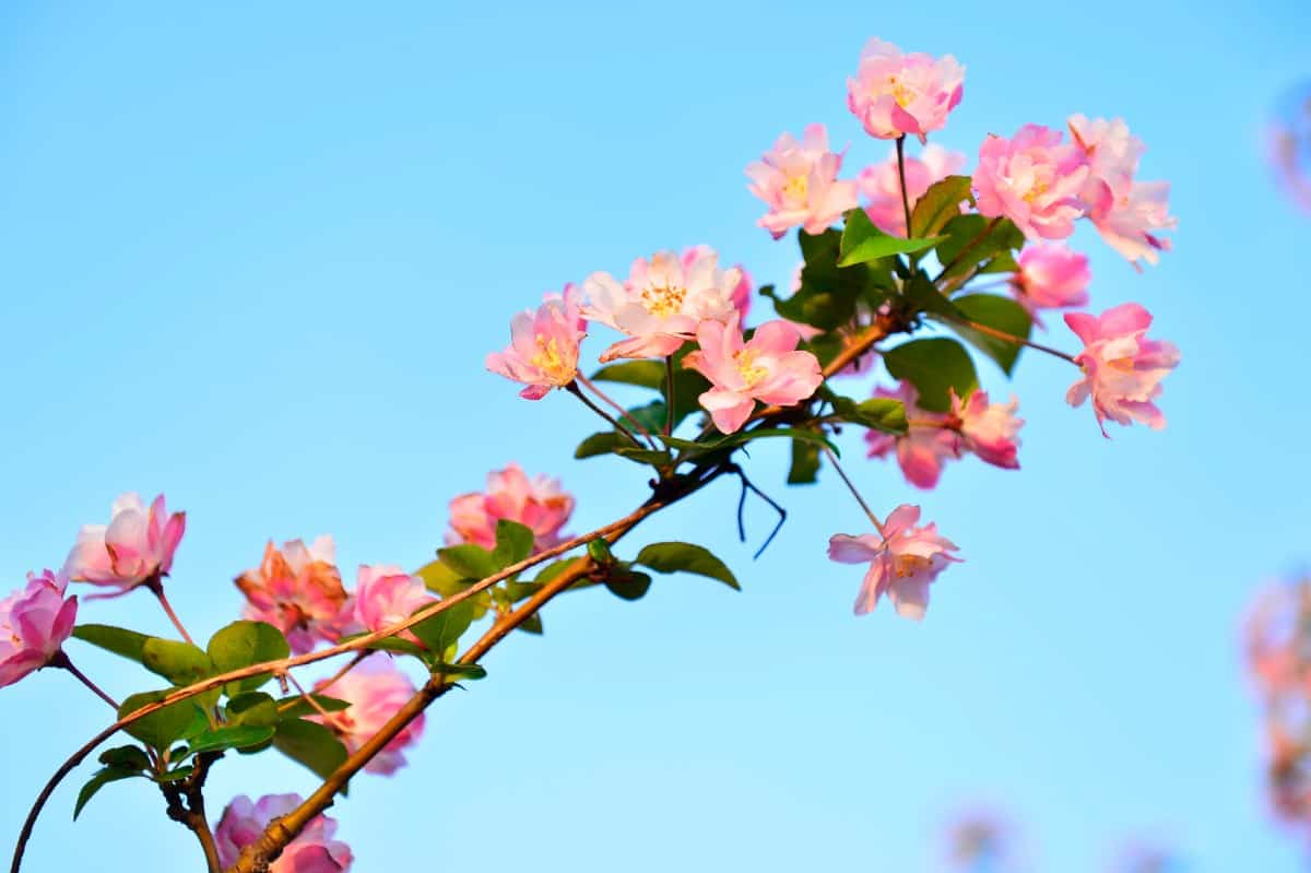 The crabapple tree produces an edible but tart fruit.