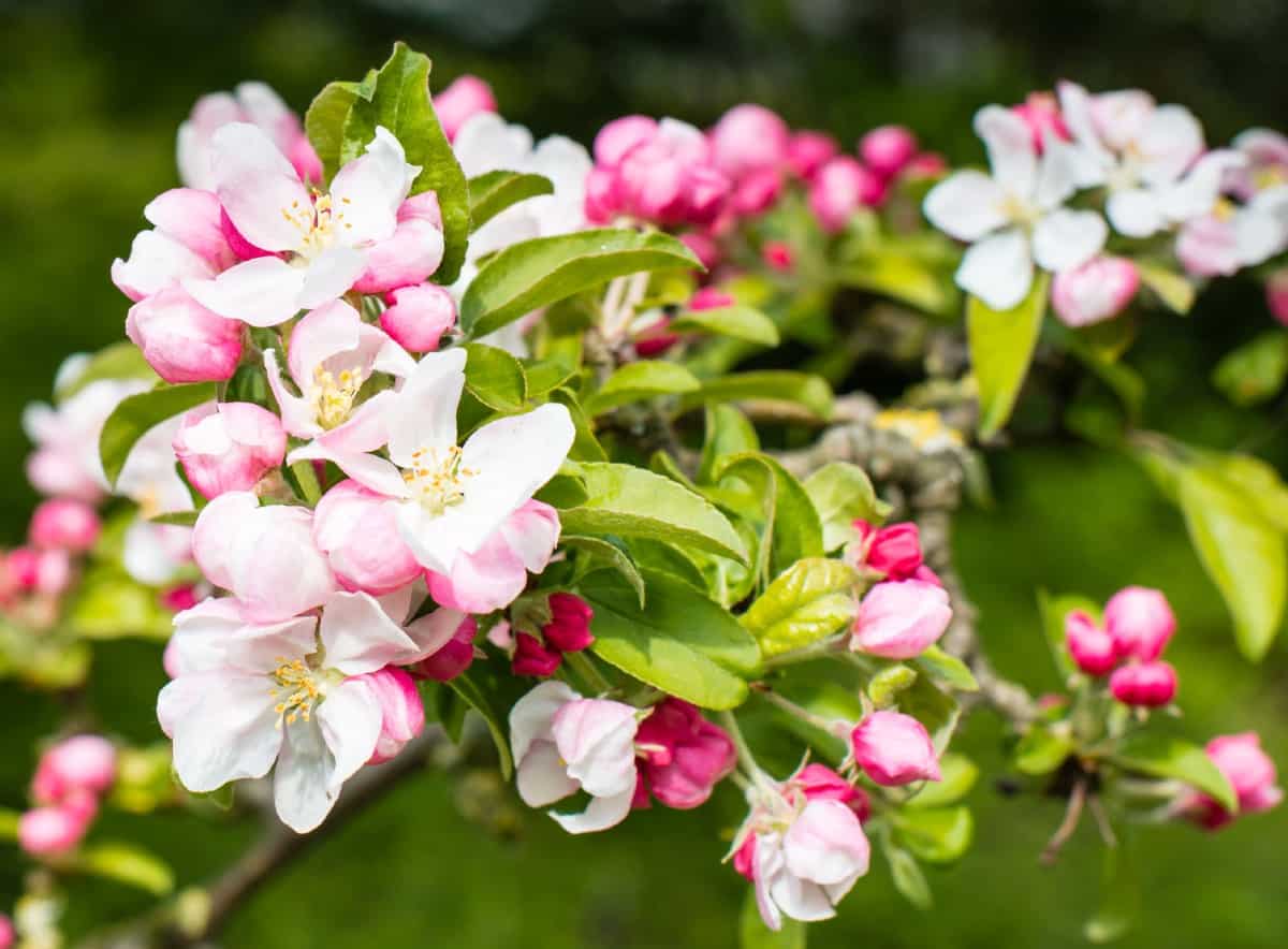 From leaves to flowers to berries, the crabapple offers four season interest.