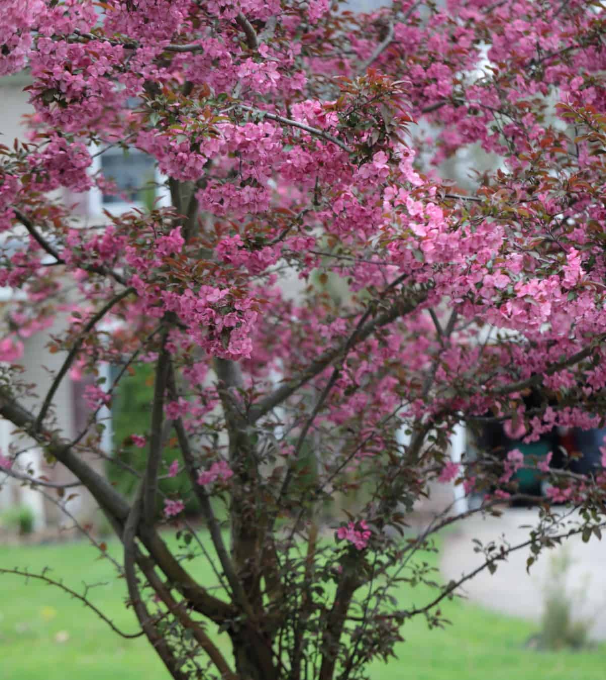 Birds love the fruit from the crabapple tree.