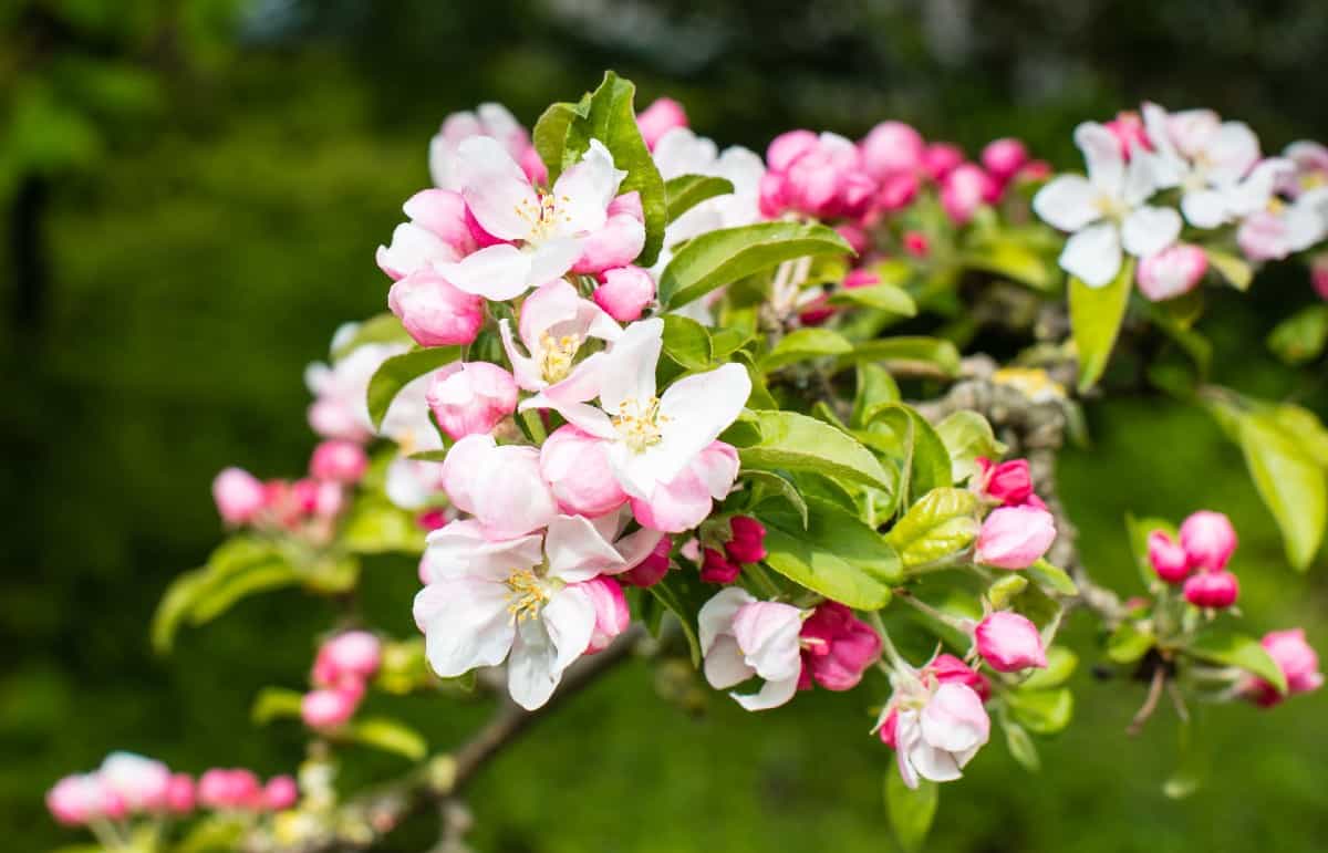 Crabapple trees attract all kinds of songbirds.