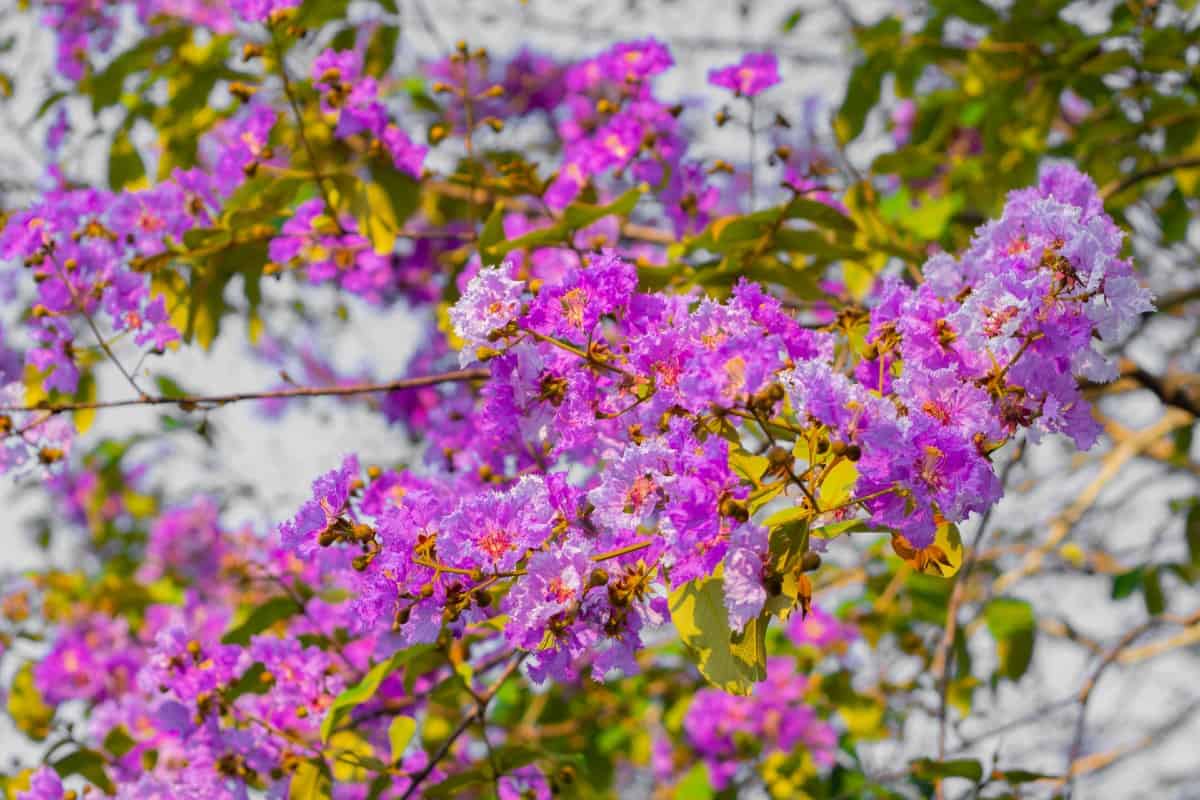 Crape myrtles come in all sizes for every yard.