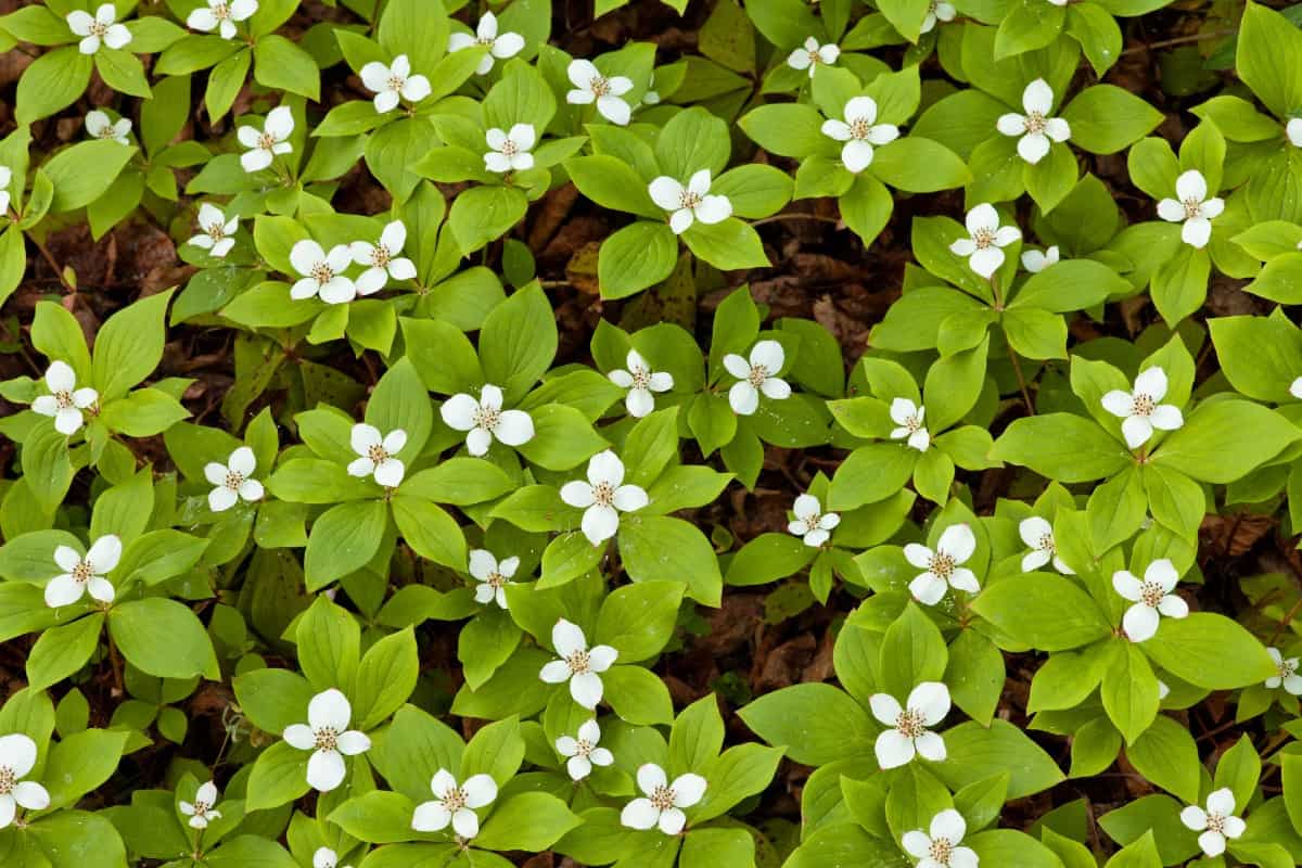 The creeping dogwood prefers cold, wet soil.