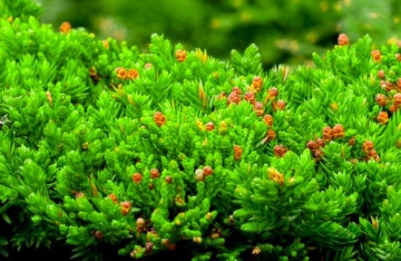 Bar Harbor creeping juniper is a slow-grower.