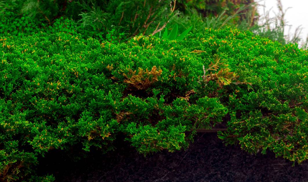 Creeping juniper has a pleasant evergreen aroma.