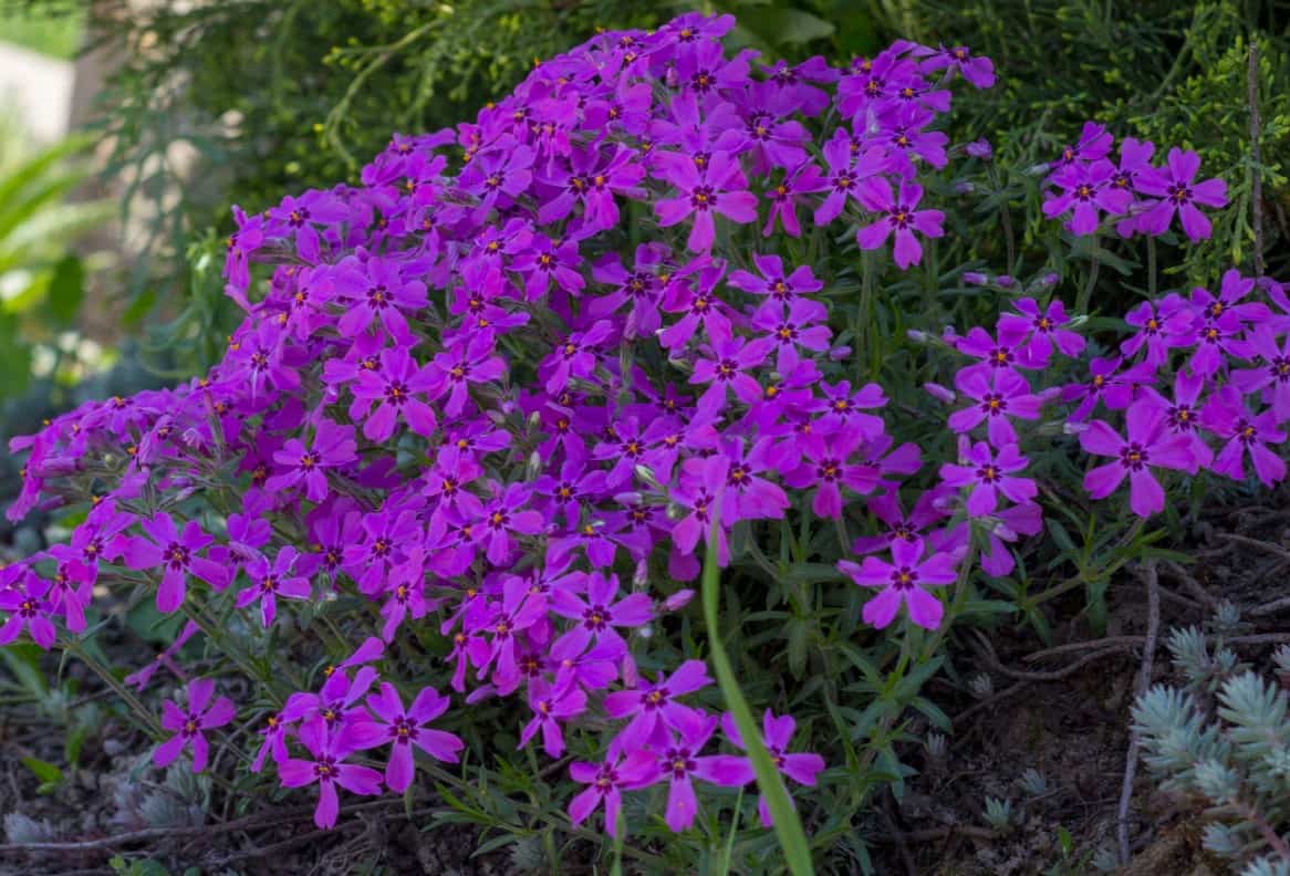 Creeping phlox is a pretty ground cover perennial.