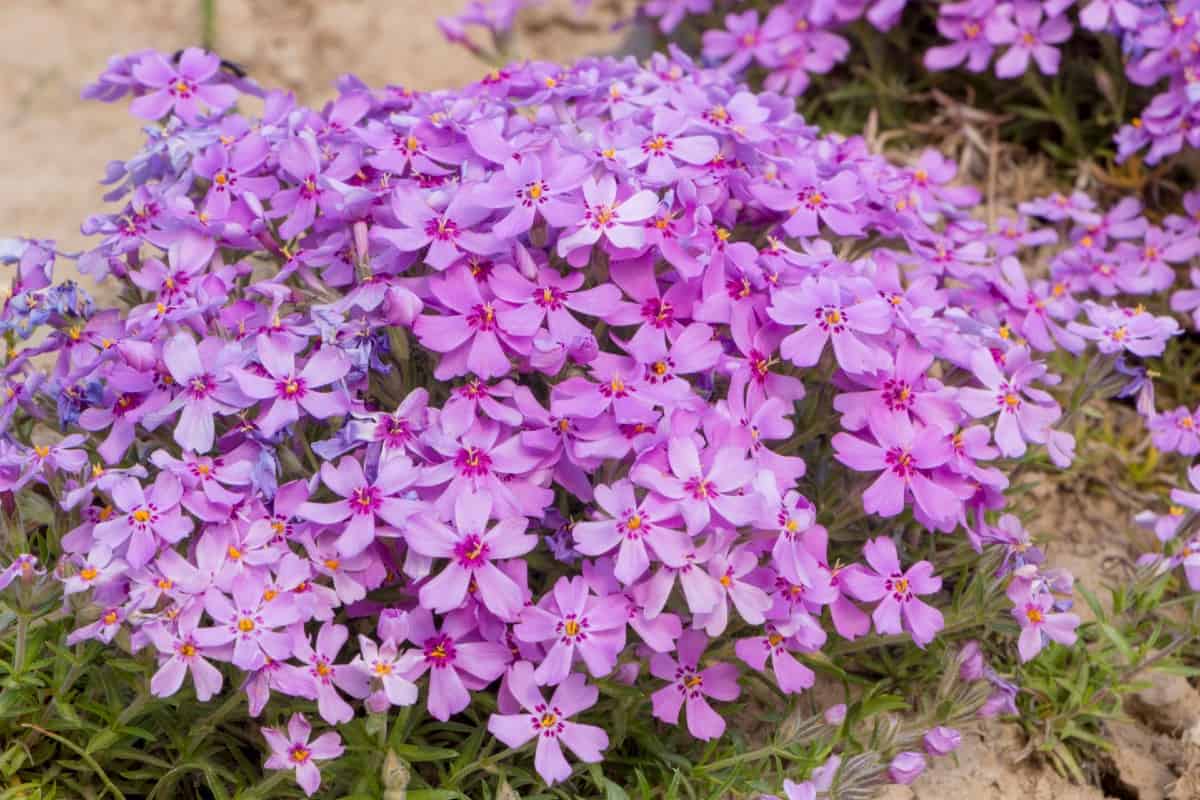 Creeping phlox is a pretty, low-growing perennial plant.