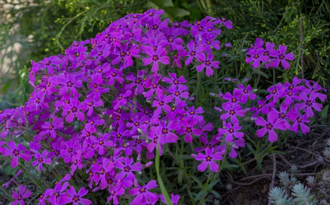 Creeping phlox even thrives in poor soil.