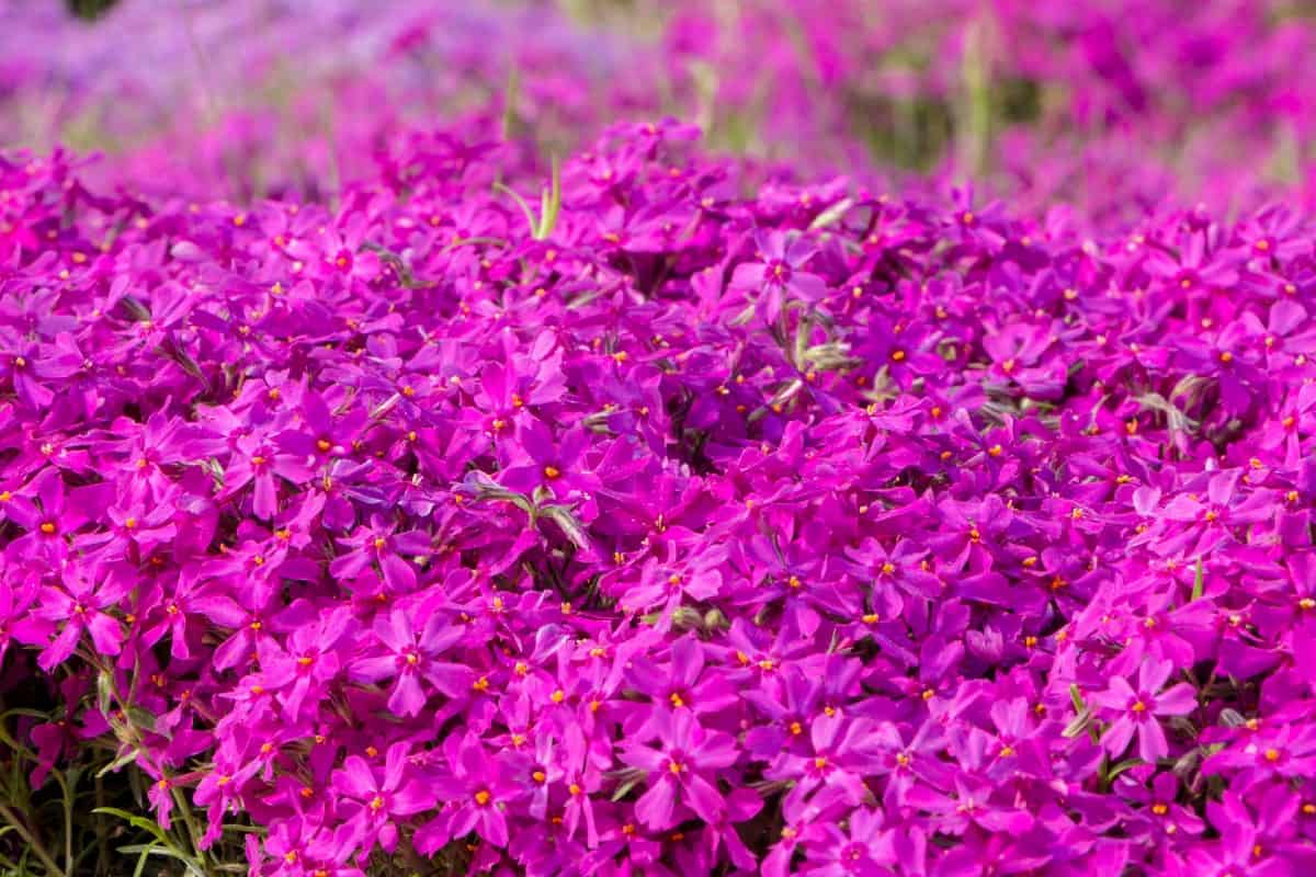 Creeping phlox is a semi-evergreen plant that loves the sun.