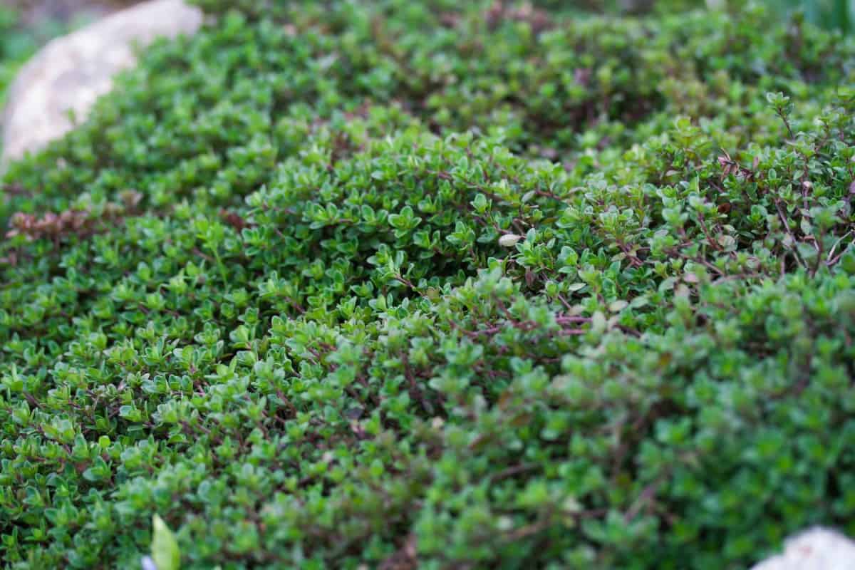 Creeping thyme is a member of the mint family.