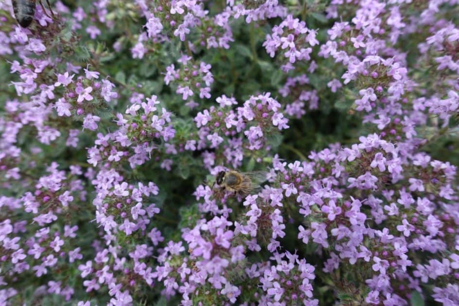 mother of thyme ground cover florida mother of thyme ground cover florida