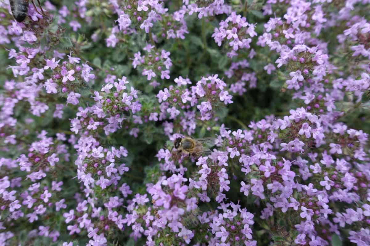 Creeping thyme makes an excellent lawn substitute.