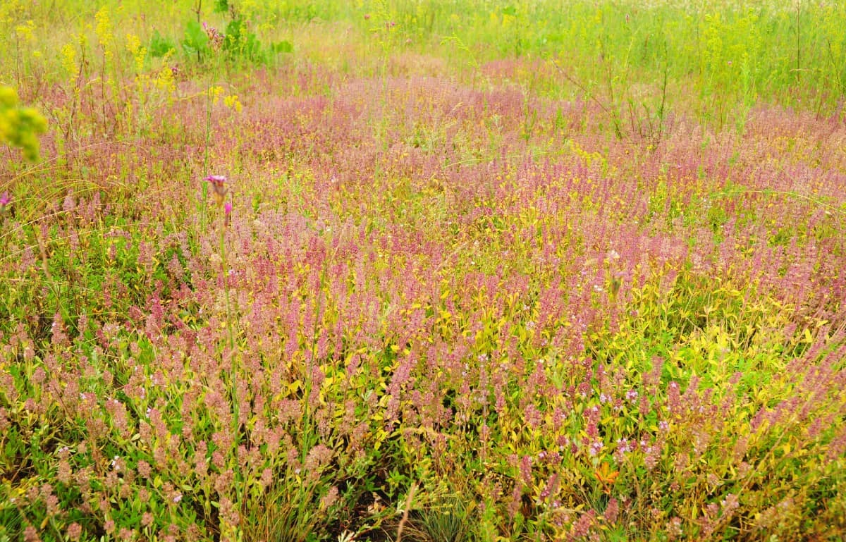 Creeping thyme is a popular perennial ground cover.