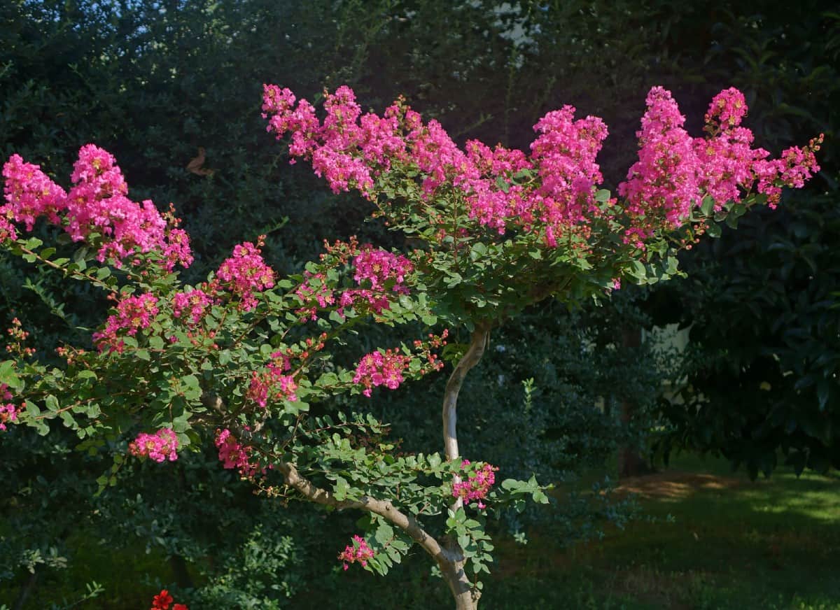 Regular pruning is key for crape myrtles in small yards.