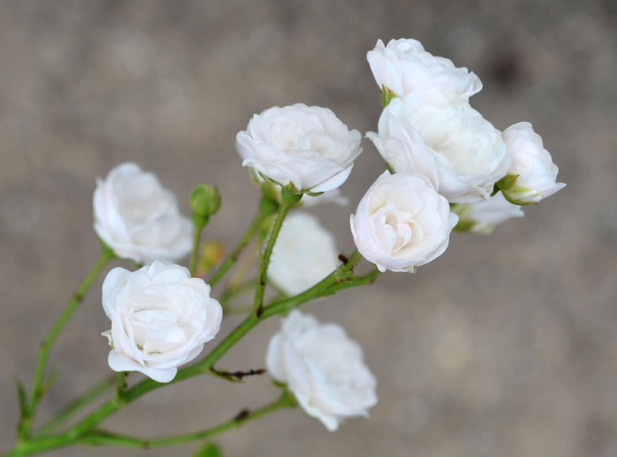 Crystal fairy roses come in a pink or white color.