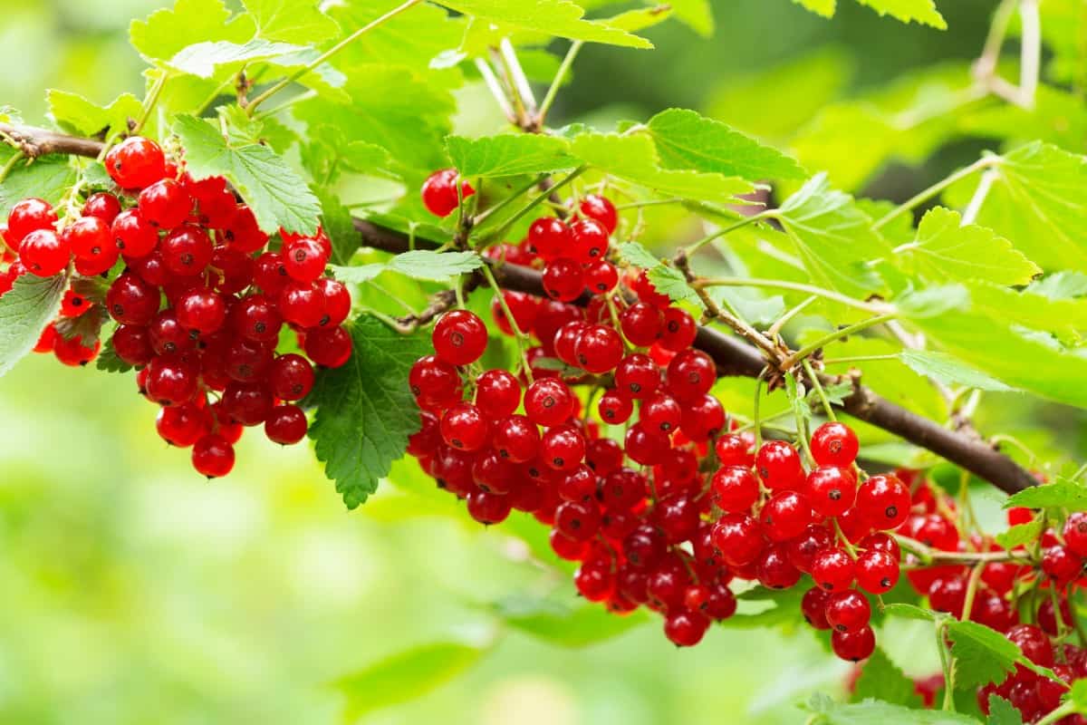 Currants are self-pollinating shrubs.