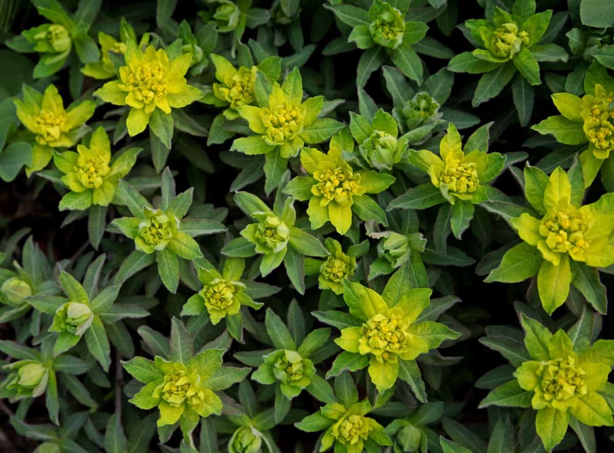 Cushion spurge chokes out all other vegetation in its vicinity.