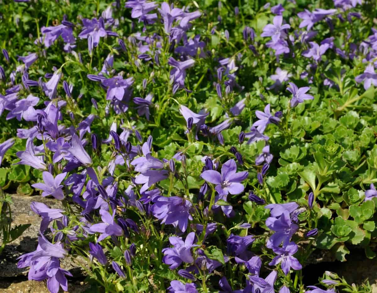 Dalmatian bellflower has lovely violet flowers.