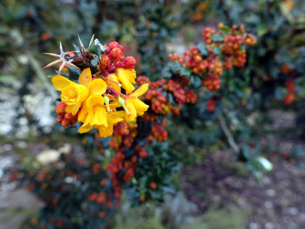 Darwin's barberry is an attractive evergreen shrub.