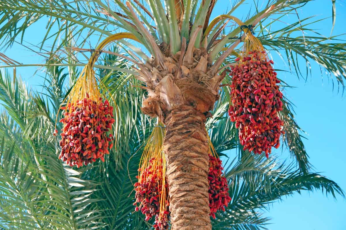 The date palm tree is cold hardy to 20 degrees Fahrenheit.