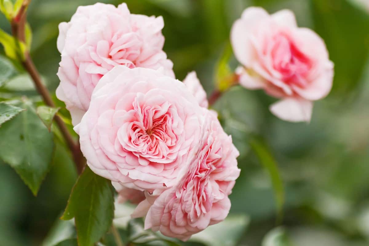 David Austin roses are long-blooming varieties.