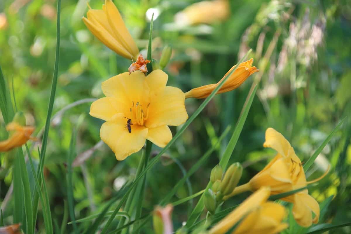 Most daylily species are completely edible.