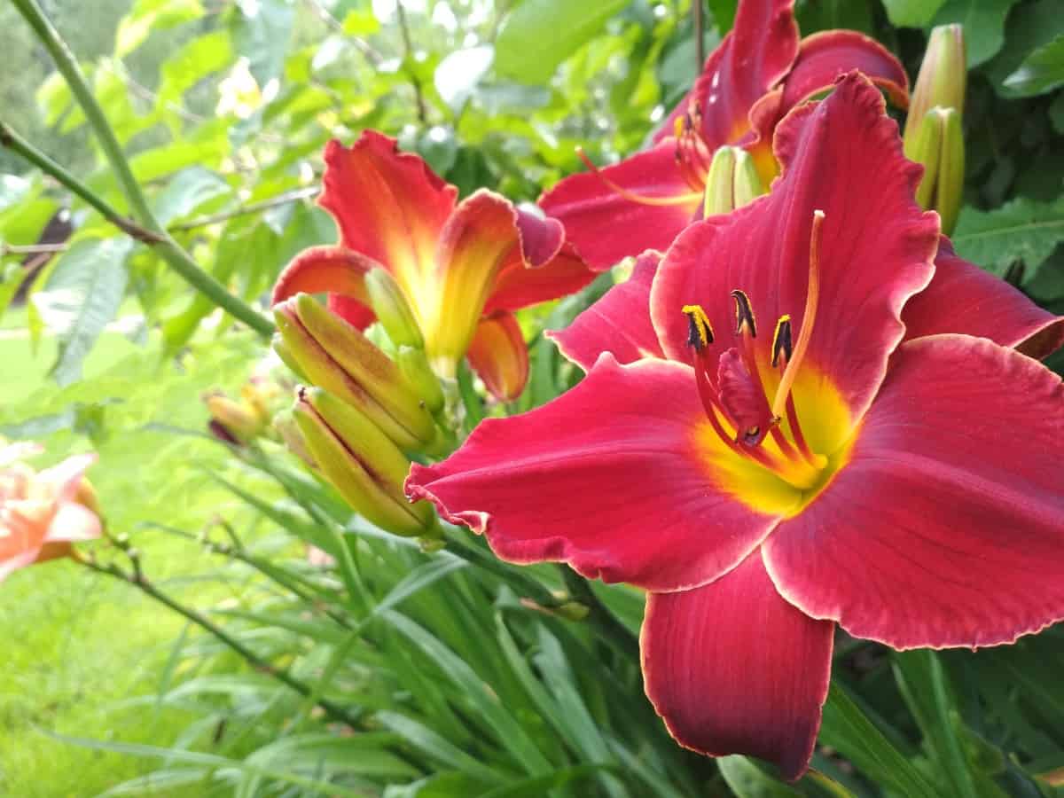 Daylilies have furry stems that repel slugs.