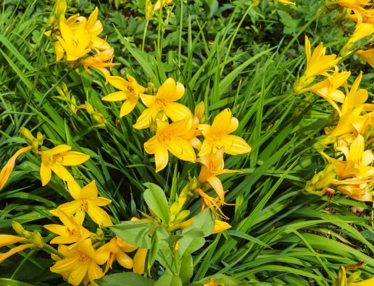 Some species of daylily are edible.