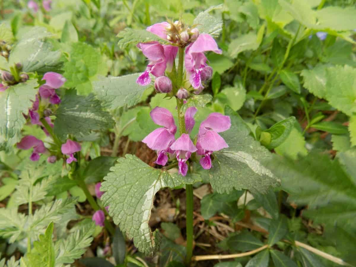 Dead nettle is a vigorous grower that is in the mint family.