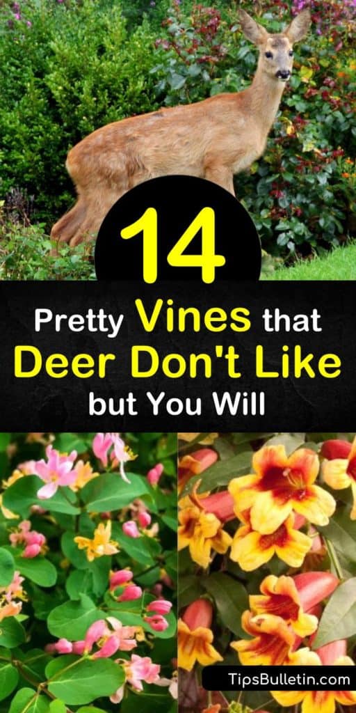 Deter unwanted wildlife with deer resistant plants like wisteria, honeysuckle, and clematis, while attracting important pollinators like hummingbirds. These flowering vines offer blooms of blue, pink, and white flowers without enticing deer that snack on plants. #deer #resistant #vines