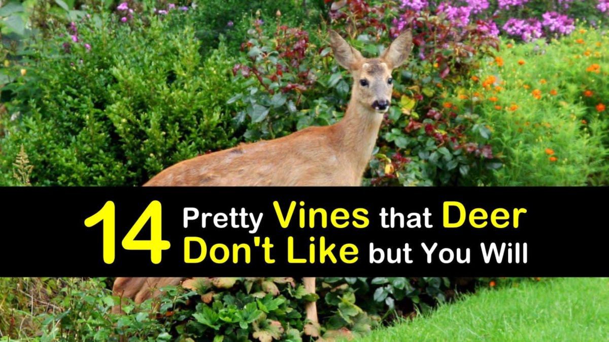 14 Pretty Vines that Deer Don't Like but You Will