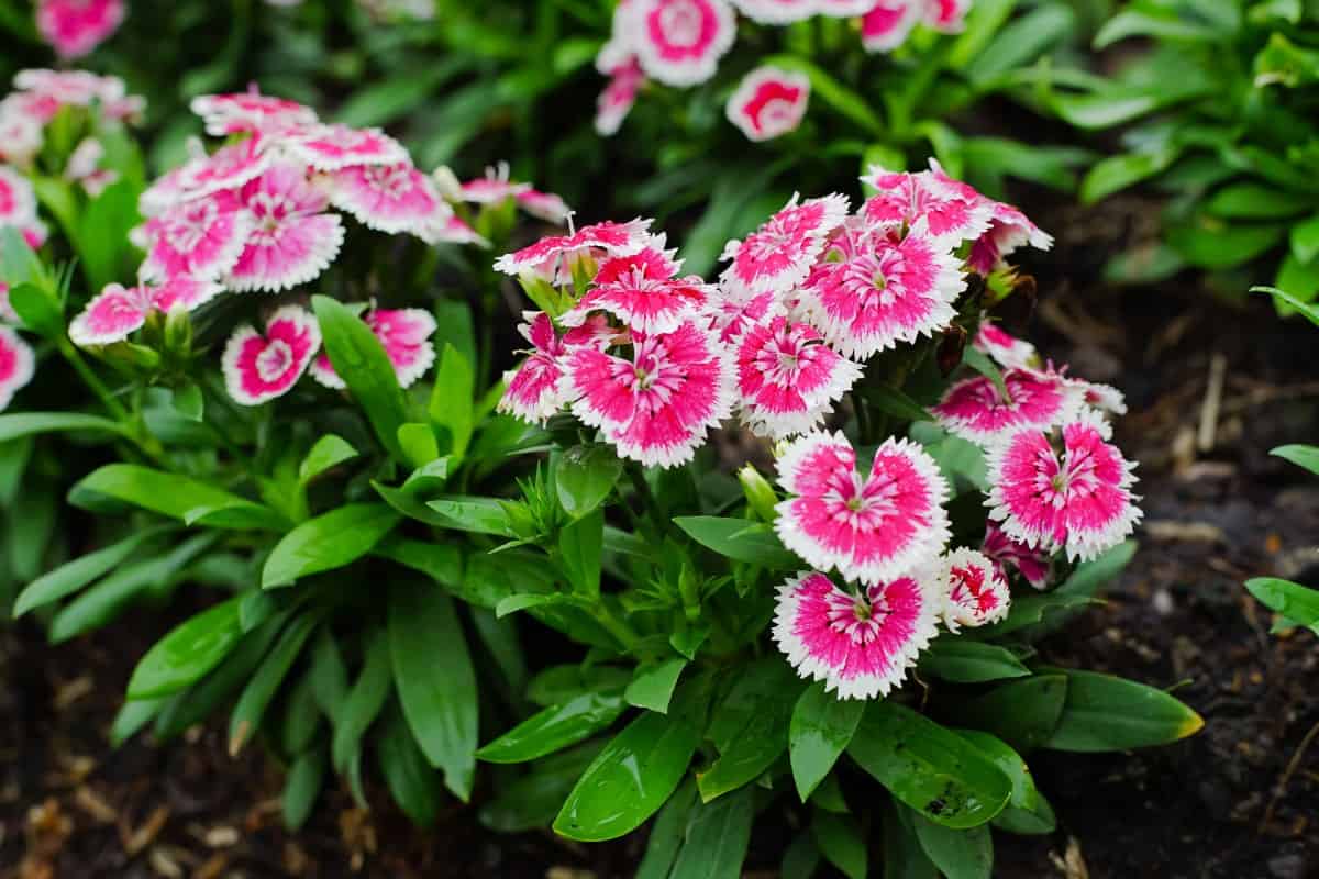 Dianthus or pinks have a pleasant vanilla scent.