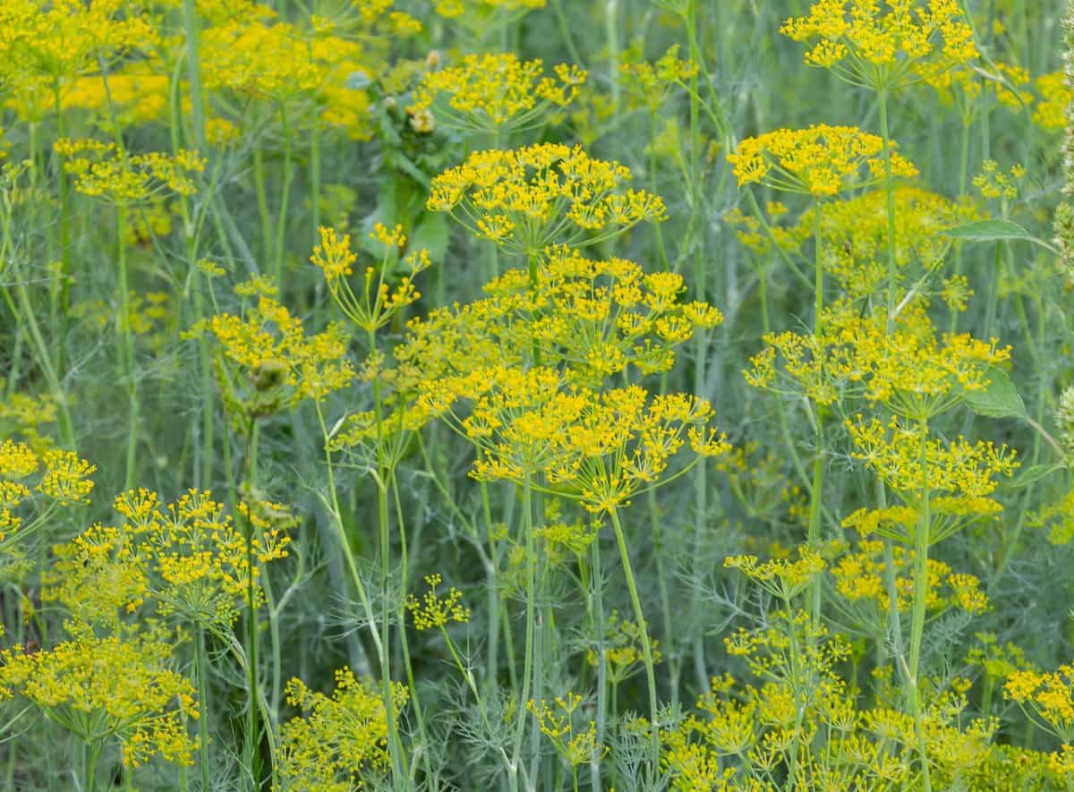 Dill is popular with wasps and for making pickles.