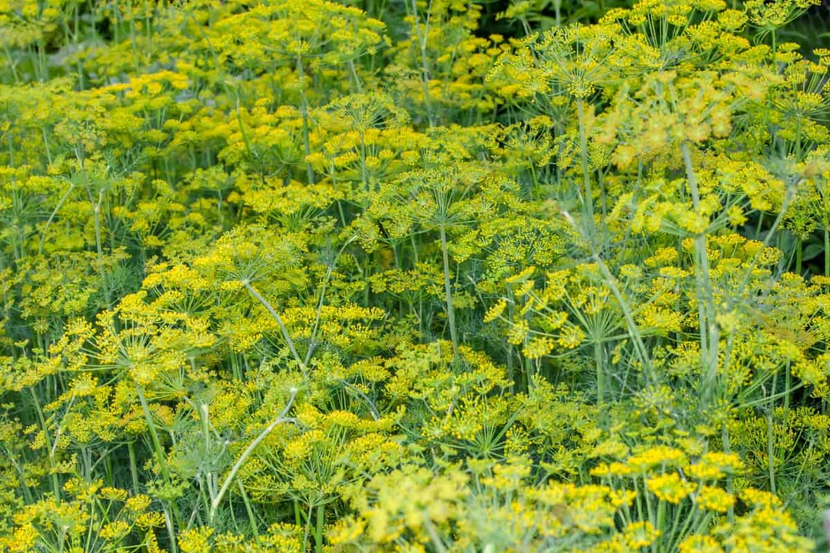 Dill is a summer-blooming herb.