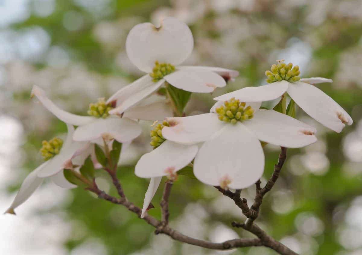 Dogwoods are US natives that do well as understory trees.