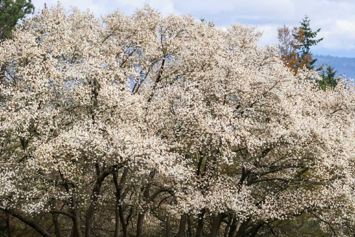 Dogwoods are a beautiful option for wind protection.