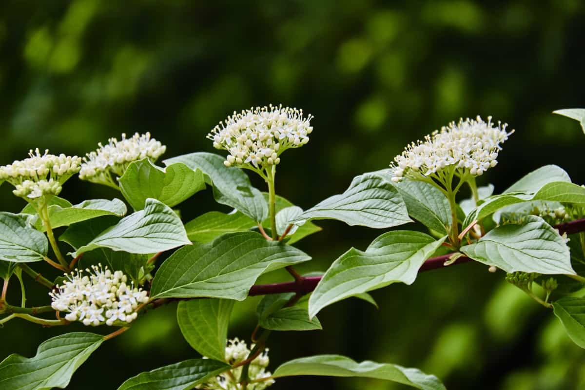 Dogwoods prefer full sun to part shade.