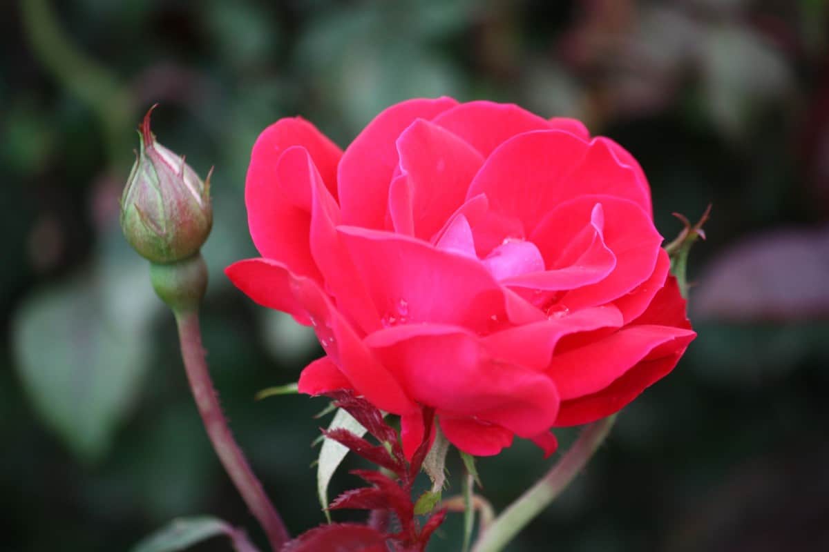 The double knock-out rose offers continuous blooms.