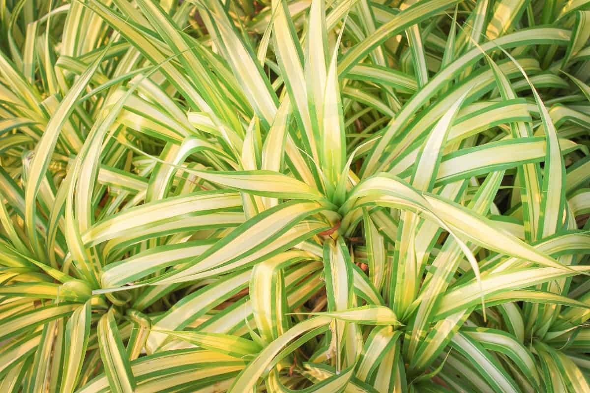 For a low maintenance houseplant, choose a dracaena.