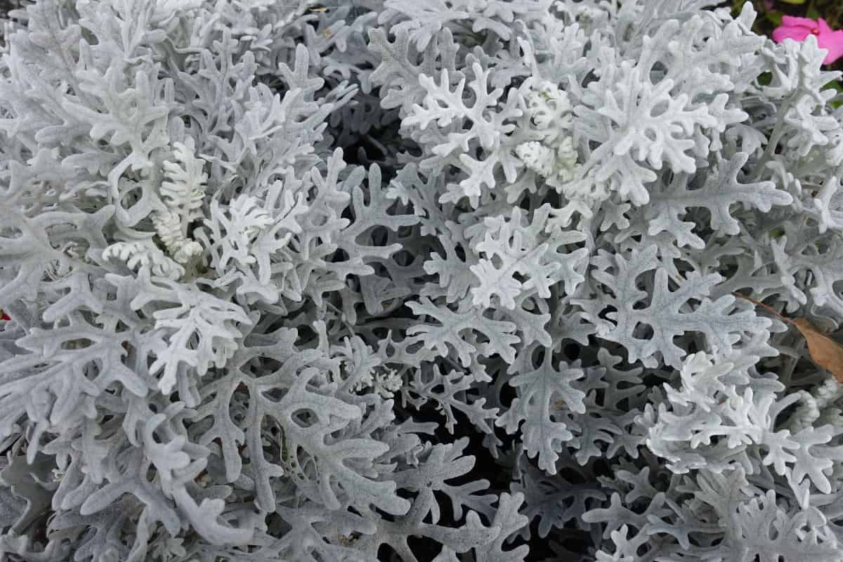 Dusty miller has silver fuzzy leaves.