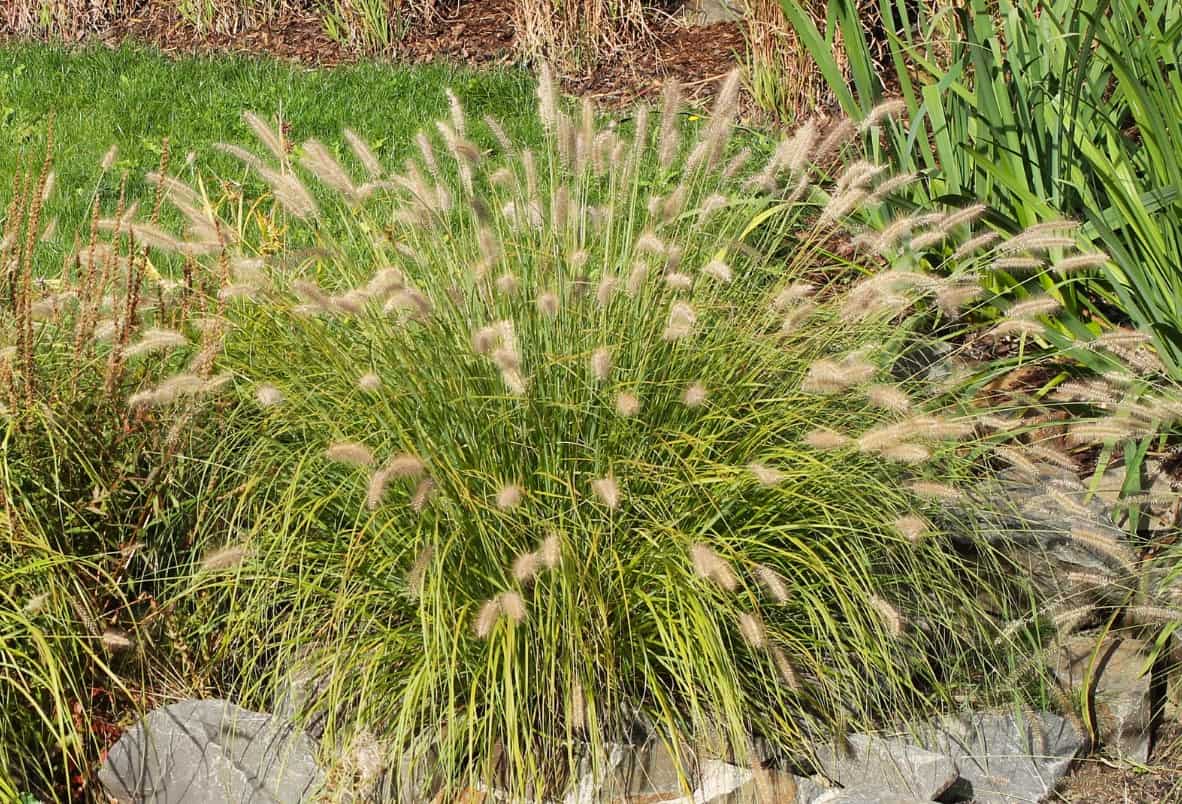 There are many types of dwarf fountain grass.
