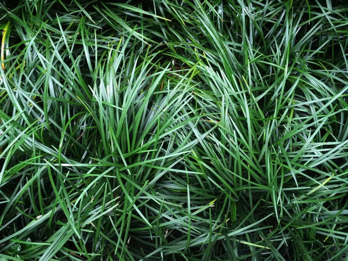 Dwarf mondo grass or lilyturf is a good grower but is not invasive.