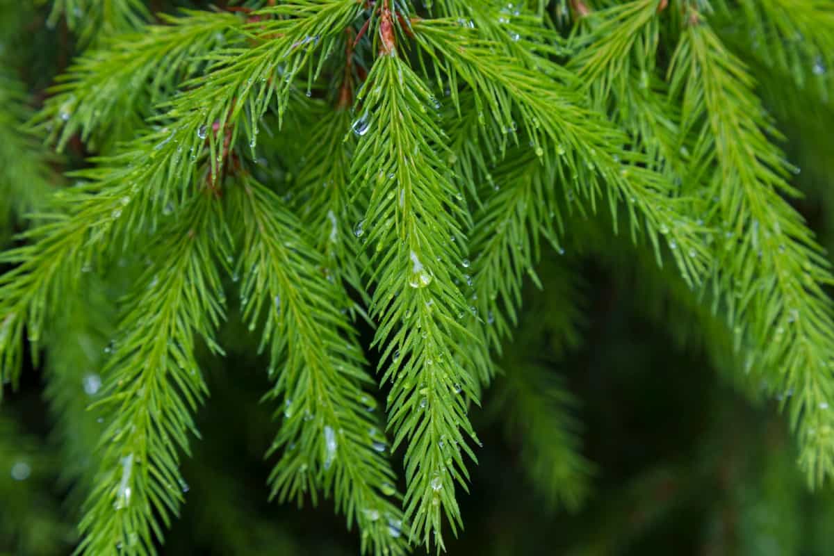 The dwarf Norway spruce only gets about four feet tall.